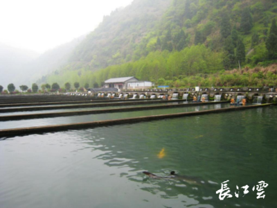 湖北通山縣闖王鎮(zhèn)三步棋“闖”出綠色新天地，推動(dòng)生態(tài)環(huán)境材料銷售